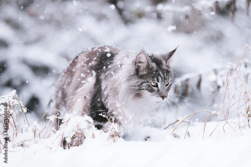 Snow Cat Winter