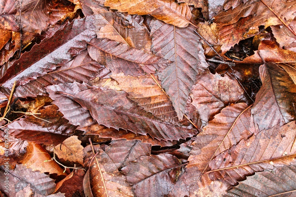 Autumn brown forest leaves texture Autumn brown forest leaves texture
