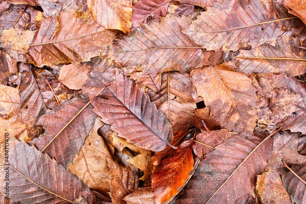 Autumn brown forest leaves texture
