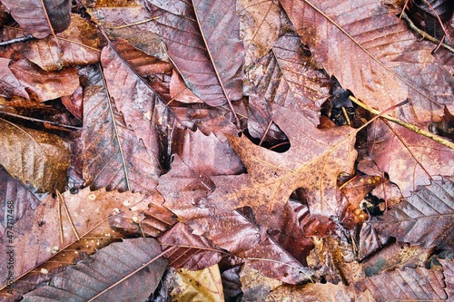 Autumn brown forest leaves texture
