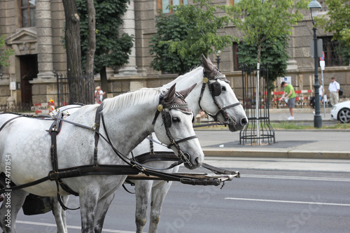 Two white horses pulling retro style carriage on urban street