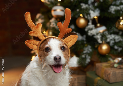 Happy christmas dog in deer antlers. jack russell in a festive home interior. holidays with a pet near a new year tree