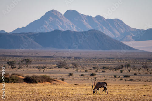 Oryx at sunrise at Namib Desert  Namibia