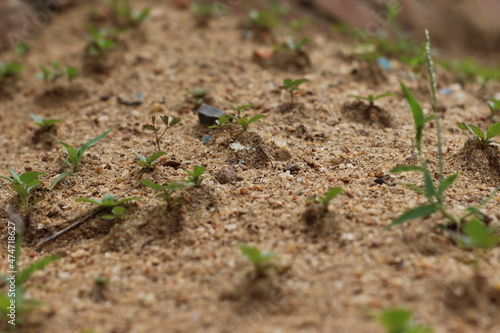 ants in the grass © Habibur