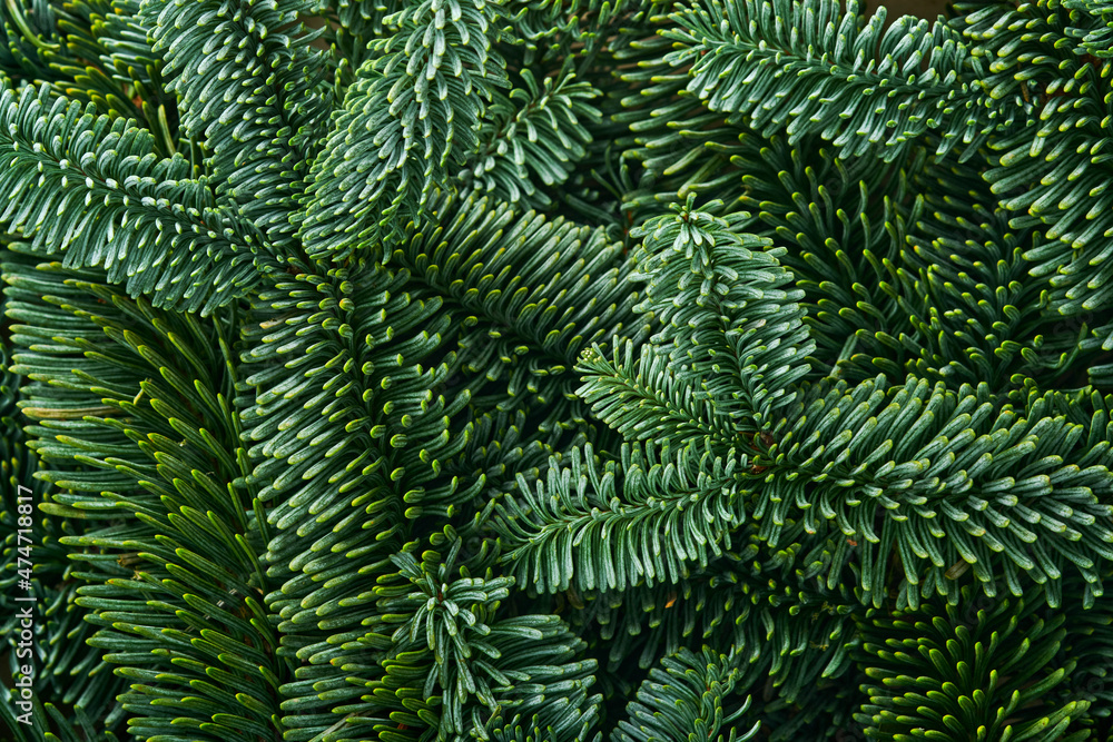 Christmas background of wild fir tree branches, holy plant, pinecones. Border design. Top view. Mock up.