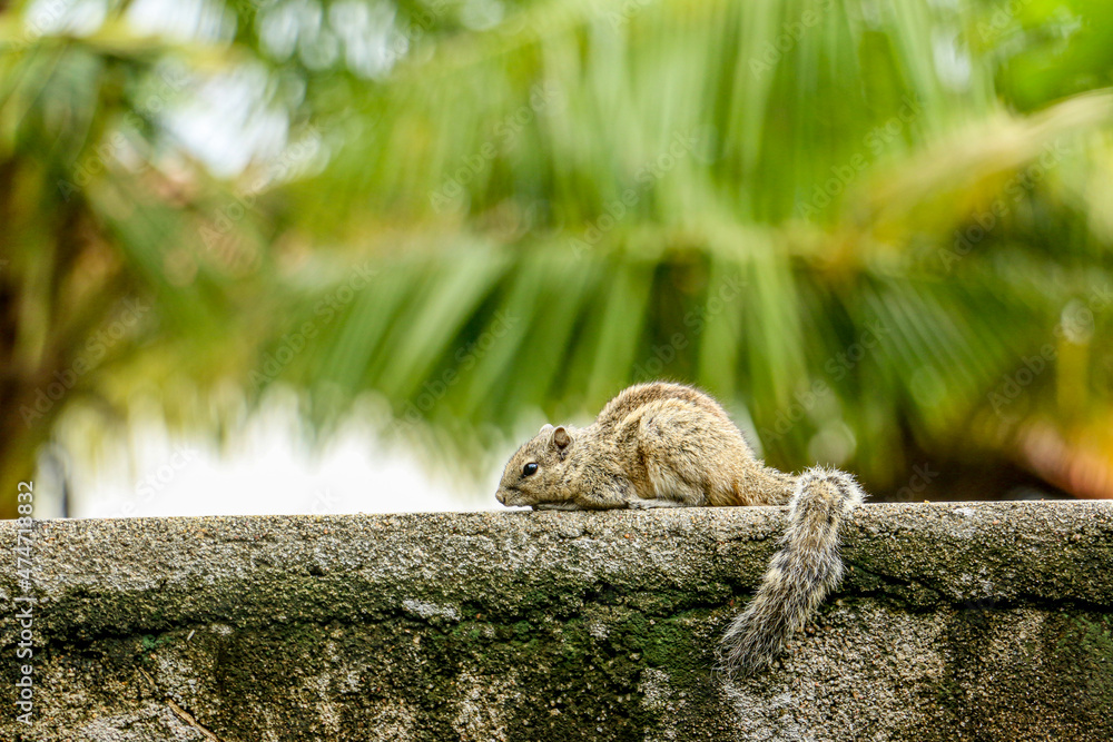 Fototapeta premium squirrel on the wall