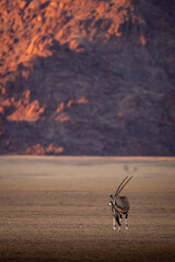 Wandcirkels Aubergine Oryx bij zonsopkomst Namibwoestijn  © Pawel
