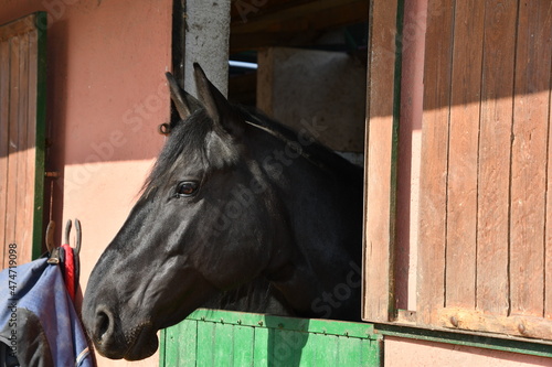 Cavallo © Valeria