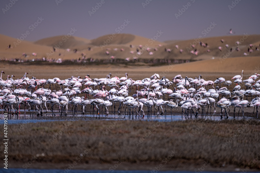 Flamingos seen next to Walvis Bay, Namibia