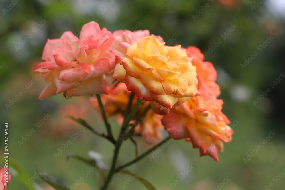 flower in the garden flower in the garden