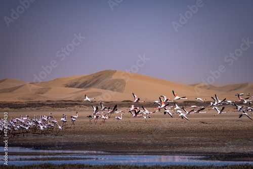 Flamingos seen next to Walvis Bay, Namibia