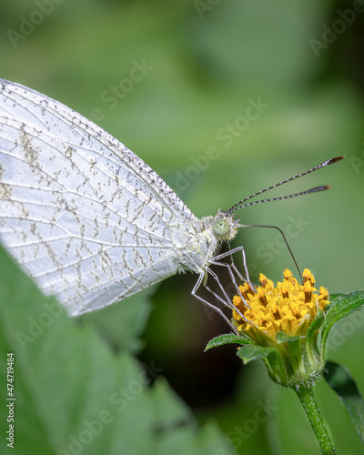 butterfly on a flower