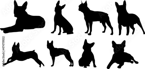 Fotografie Boston Terrier Dog Silhouette Bundle SVG