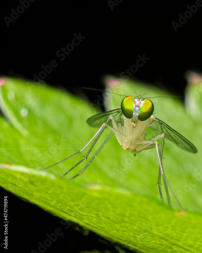 close up of a dragonfly