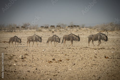 Fototapeta Naklejka Na Ścianę i Meble -  A group of wildebeests, Etosha Park, Namibia