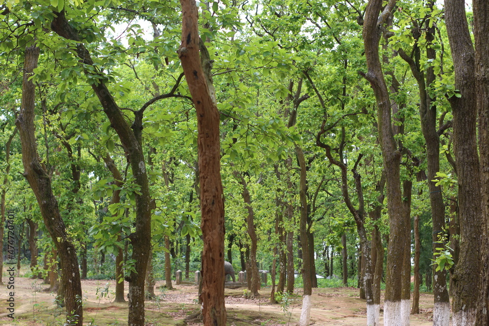 Obraz premium trees in the park