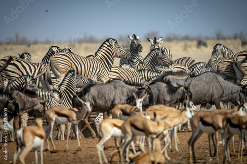 A variety of animals in Etosha Park  Namibia