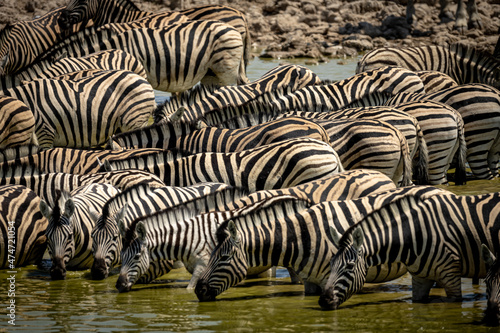 Zebras drinking water in Etosha Park, Namibia