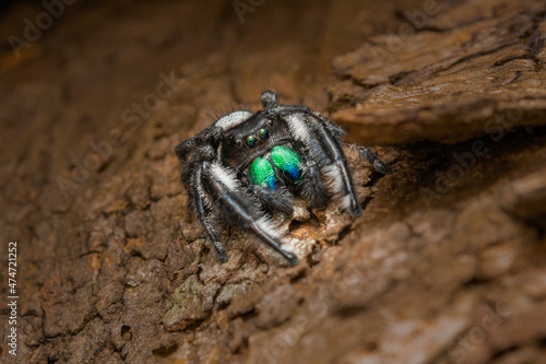 the spider with blue mouth