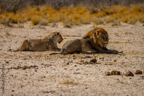 Two lions in Etosha Park, Namibia
