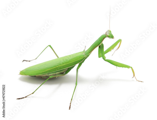 Green Preying Mantis (Mantis religiosa) isolated on white background