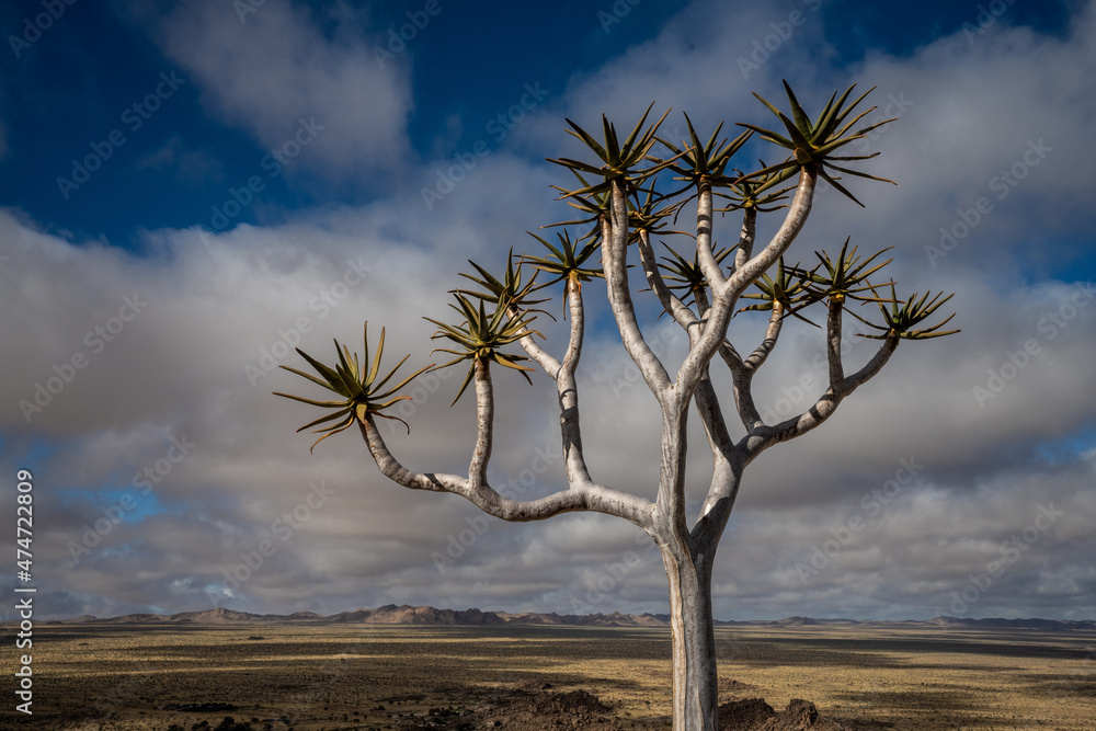 Fototapeta premium Quiver tree, Namibia