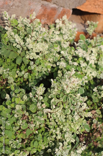 green moss on the wall