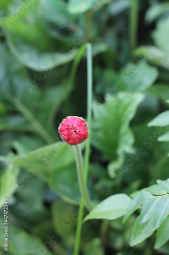 raspberry in the garden