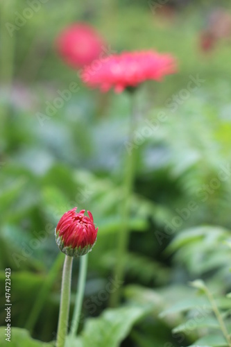 red poppy in the grass