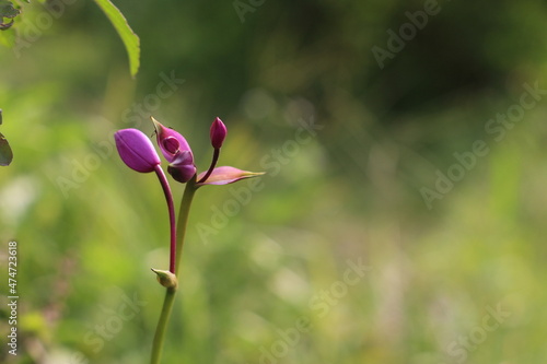 pink and white flower