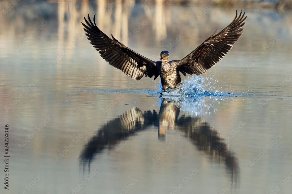 Obraz premium Great Cormorant in fast flight at winter sunrise. Landing on the surface, splashing water with drops. With spread wings and reflection . Beautiful golden morning light. Genus Phalacrocorax carbo.