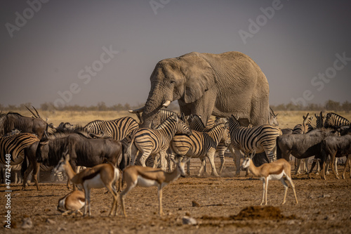 Fototapeta Naklejka Na Ścianę i Meble -  Elephants at sunset in Etosha Park, Namibia