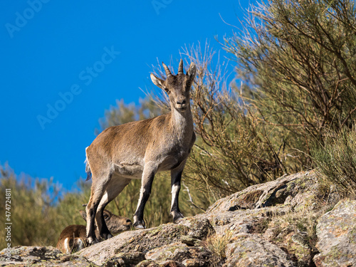 The Iberian ibex  Capra pyrenaica in the Gredos mountains near Navacepeda  Castile Leon Spain