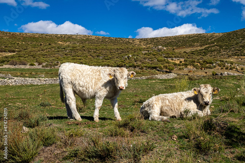 Cows in the Gredos mountains at the platform of gredos to the lake Avila Castile Leon Spain photo