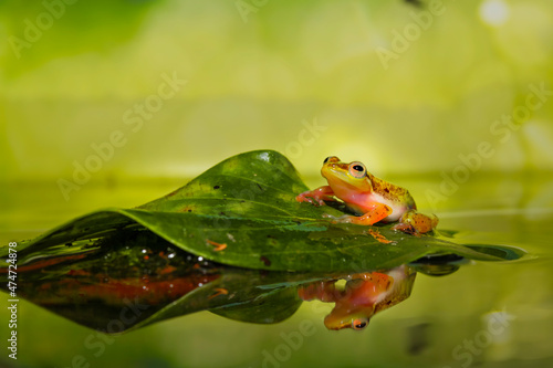 Golden Frog trying to Jump, it's Original from Indonesia