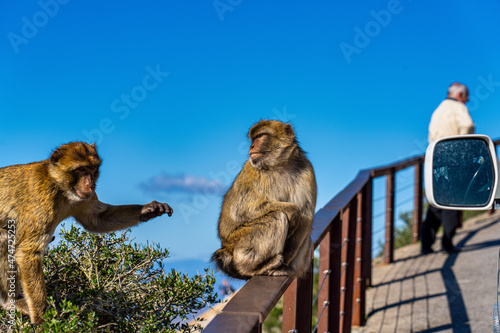 Wild macaque or Gibraltar monkey, attraction of the British overseas territory.