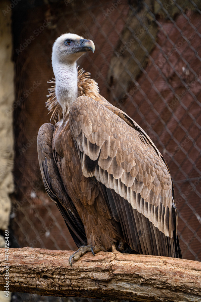 Griffon vulture, Gyps fulvus in Jerez de la Frontera, Andalusia, Spain Griffon vulture, Gyps fulvus in Jerez de la Frontera, Andalusia, Spain