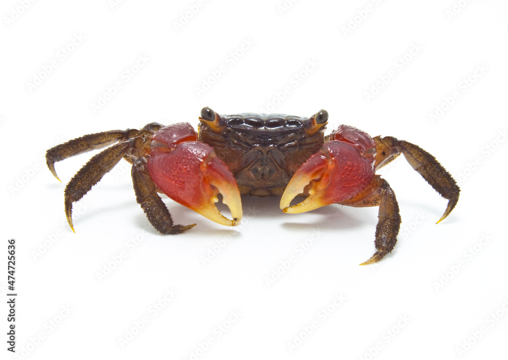 Red Mangrove Crab isolated on white background