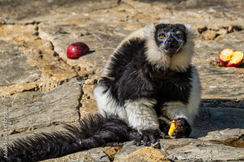 Black and white ruffed lemur in Jerez de la Frontera, Andalusia, Spain photo