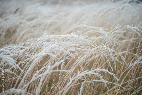 Zimowe trawy, trawy zimą, zimowy klimat, zimowy las, zimowe łąki, zimowe pola, Zima, macro, trawy