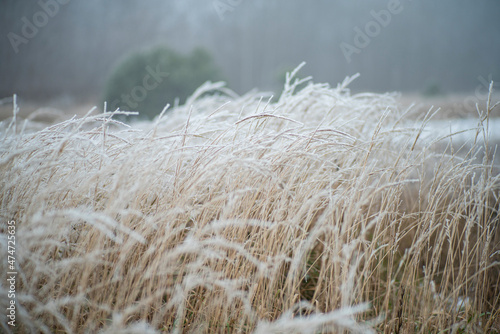 Zimowe trawy, trawy zimą, zimowy klimat, zimowy las, zimowe łąki, zimowe pola, Zima, macro, trawy photo