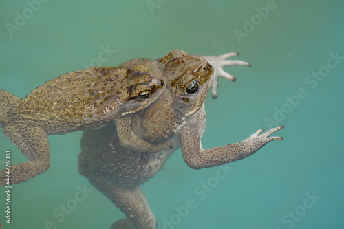 Reproduction, cane toad (Rhinella marina) bufonidae family. Male hugs the female. Manaus - Amazon, Brazil.
 photo