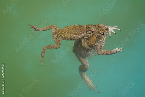 Reproduction, cane toad (Rhinella marina) bufonidae family. Male hugs the female. Manaus - Amazon, Brazil.
 photo
