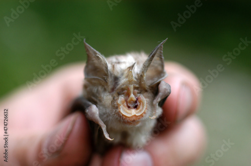 Chiropterologist holding and studying a bat © salajean