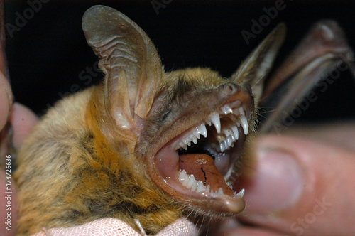 Chiropterologist holding and studying a bat