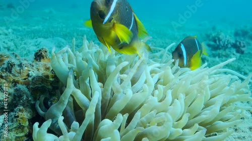 Pair Clownfish with baby and school of Damsel fish swims on Anemone. Red Sea Anemonefish (Amphiprion bicinctus) and Domino Damsel fishes (Dascyllus trimaculatus). 4K-60fps photo