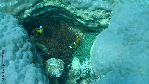 Clown fishes swims on anemone in the crack of a hard coral (Porites lutea). Red Sea Anemonefish or Threebanded Anemonefish (Amphiprion bicinctus). Camera moving back. 4K-60fps photo