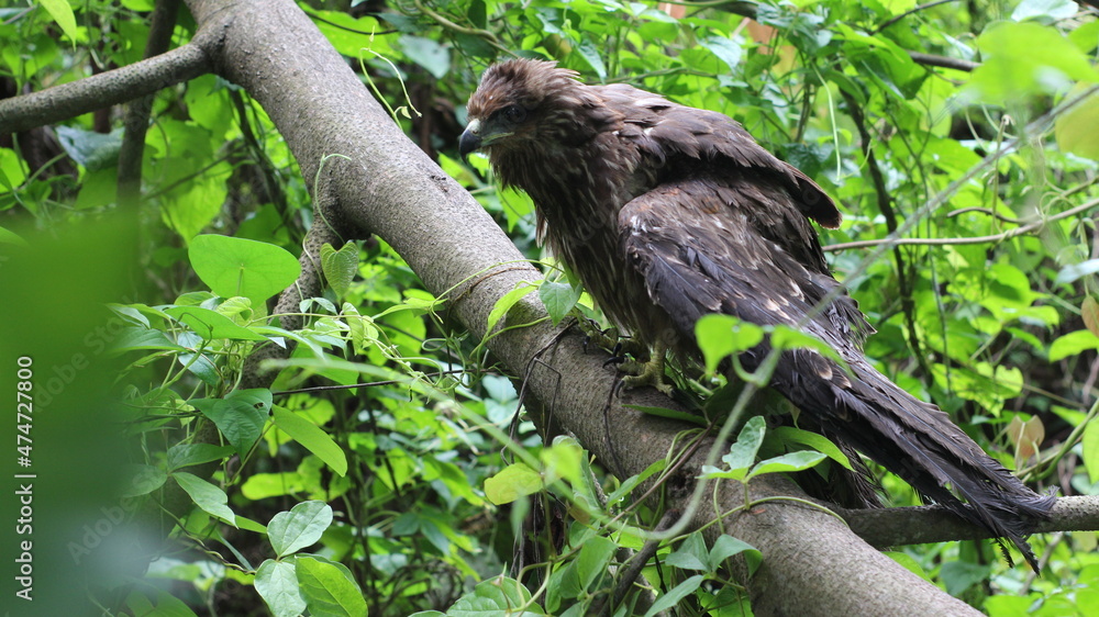 Sick Eagle Sick Eagle