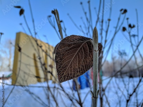 The leaf that was overtaken by the breath of early winter, Kazakhstan