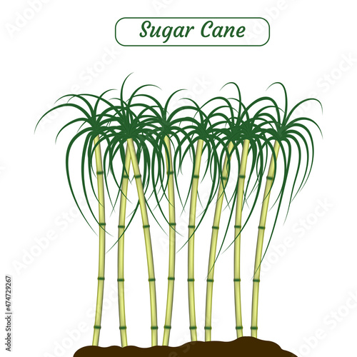 Sugar cane vector illustration created on white background.